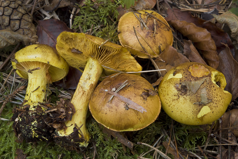 Cortinarius alkalinophilus